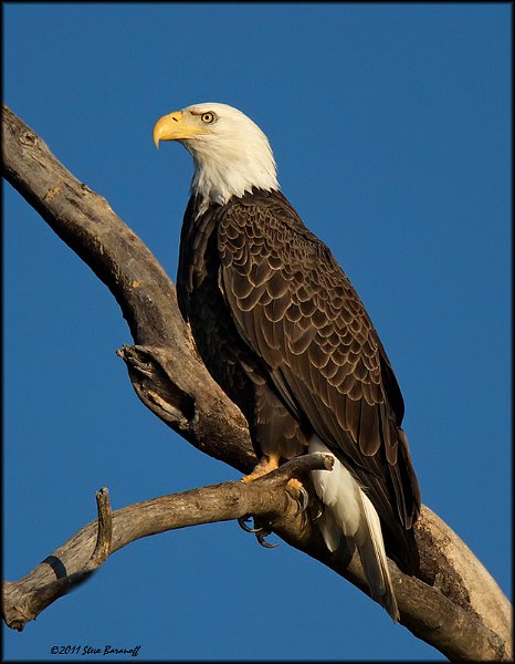 _1SB8506 american bald eagle.jpg